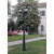 Stalp de iluminat ornamental pentru gradina echipat, 2.5ml, 3 brate, E27, 3x8.5W, CCT set, IP55, Fumagalli, Golia, Ricu Bisso